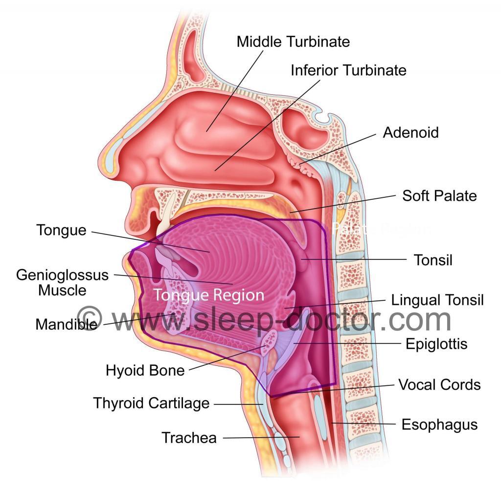 sleep diagram tongue region only 1024x999 - Tongue Region Procedures