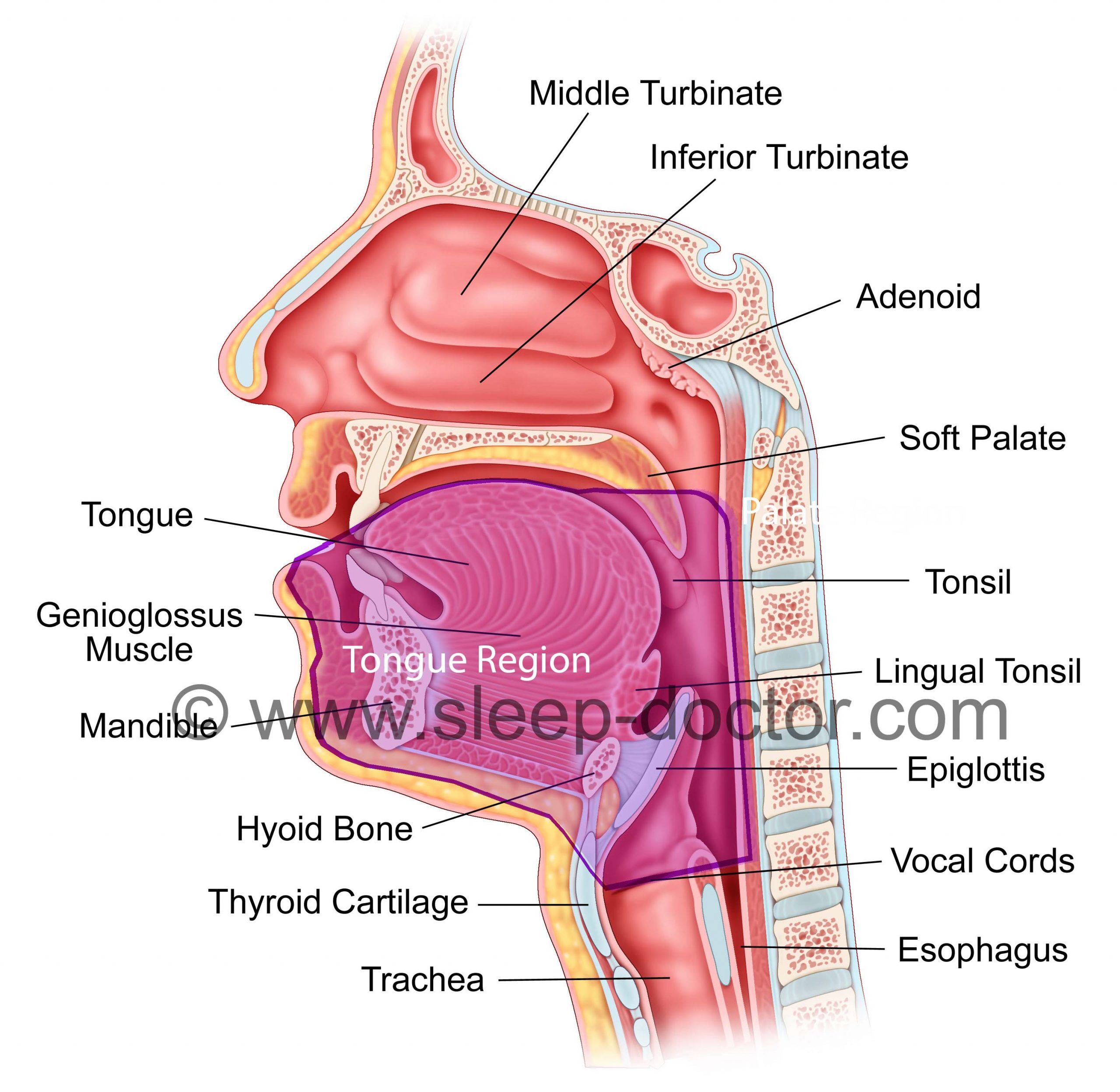 lingual tonsils model