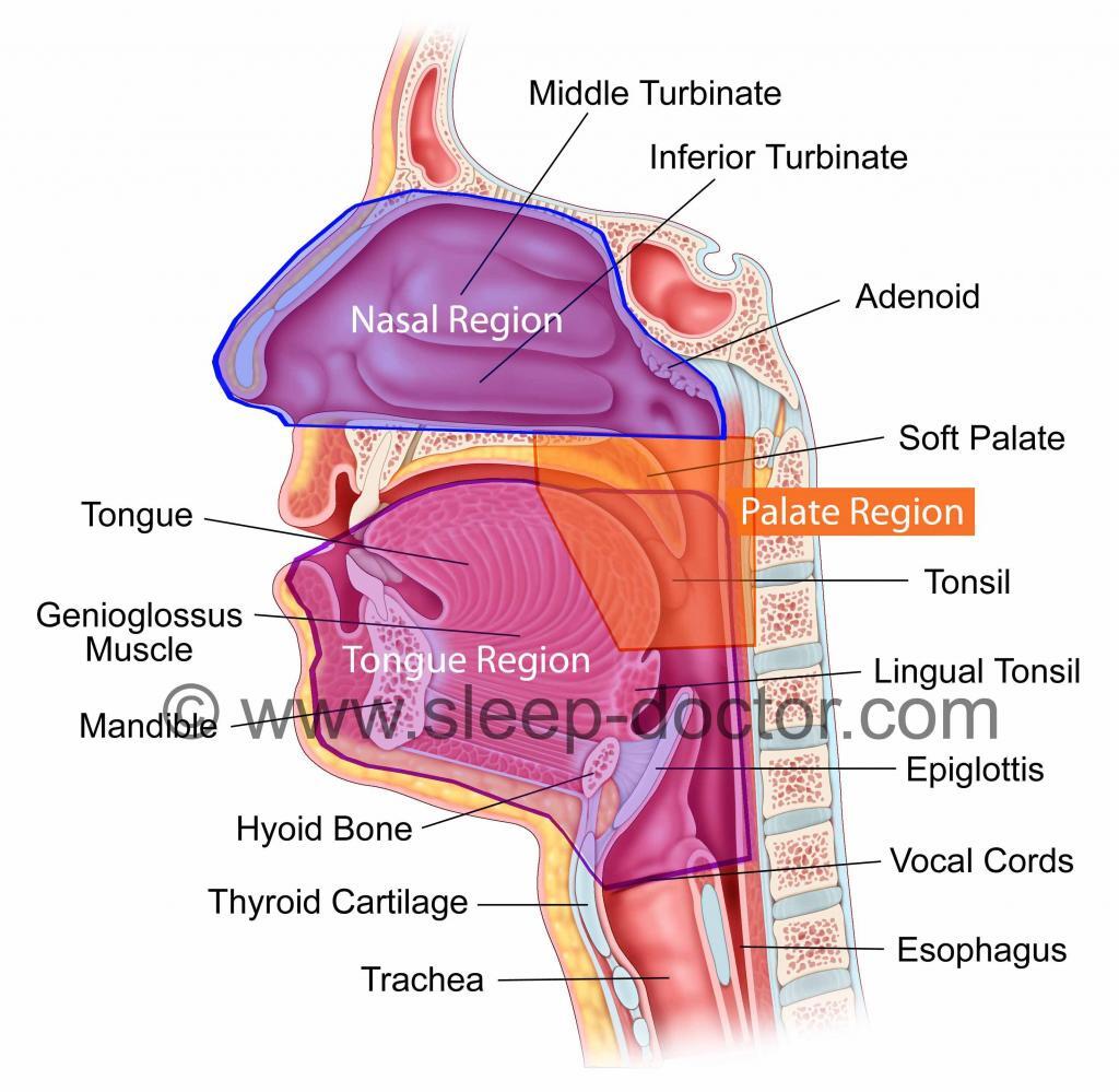 sleep diagram 3regions 1024x999 - Obstructive Sleep Apnea Treatment in Los Angeles, CA
